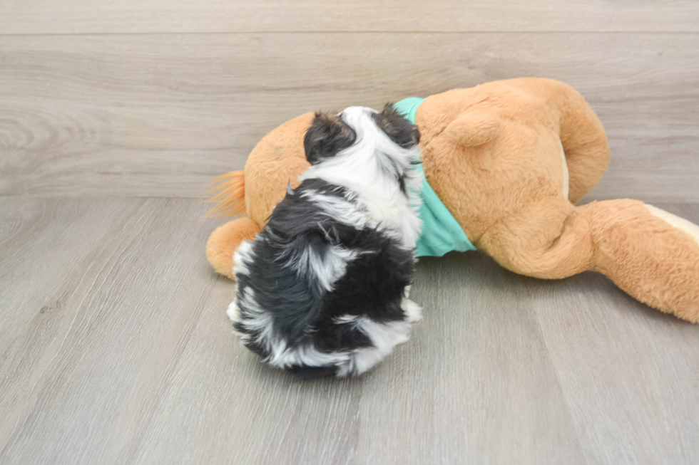 Petite Teddy Bear Designer Pup