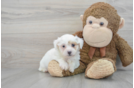 Teddy Bear Puppy for Adoption