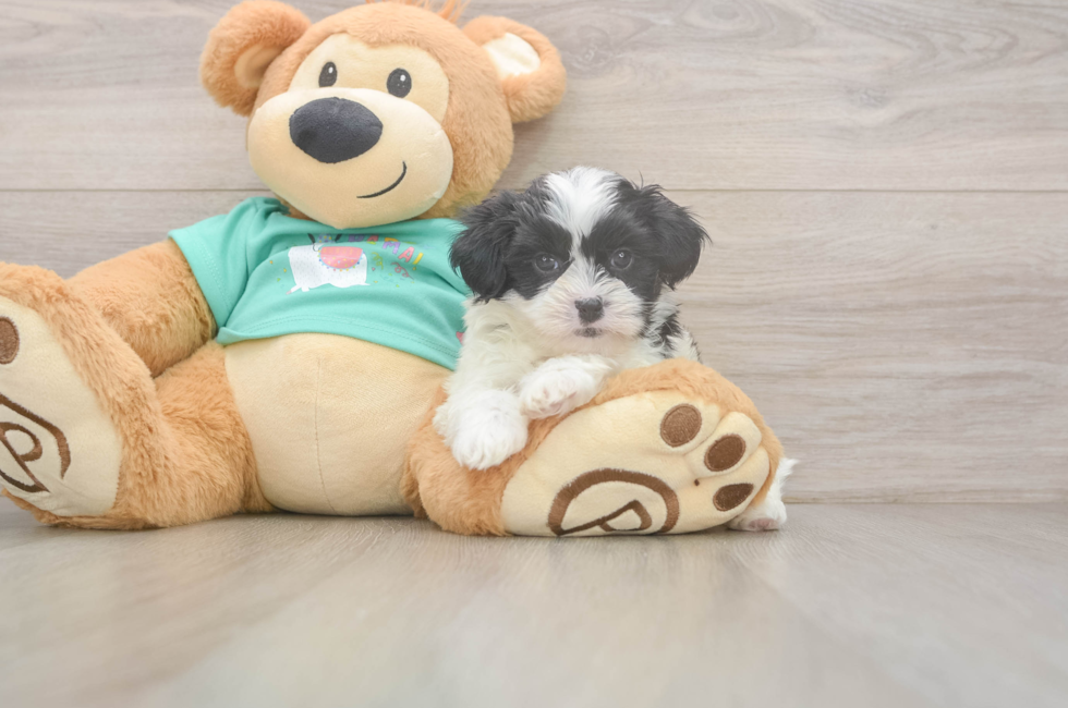 6 week old Teddy Bear Puppy For Sale - Lone Star Pups