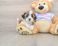 6 week old Teddy Bear Puppy For Sale - Lone Star Pups