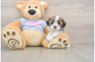 Smart Teddy Bear Designer Pup