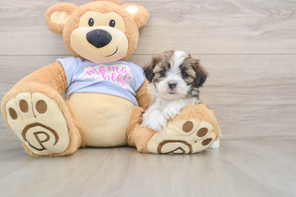 Smart Teddy Bear Designer Pup