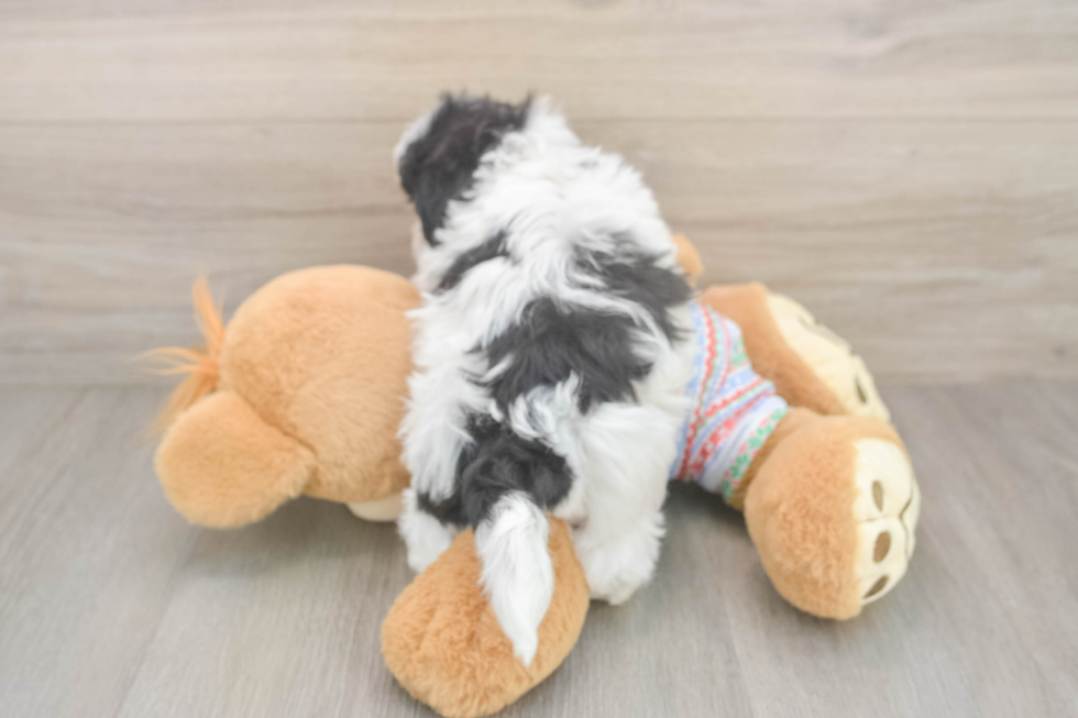 Playful Shi Chon Designer Puppy