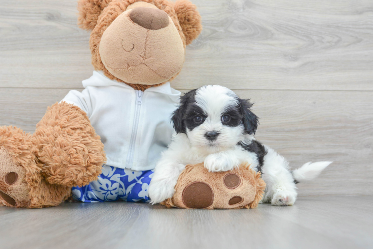 Best Teddy Bear Baby