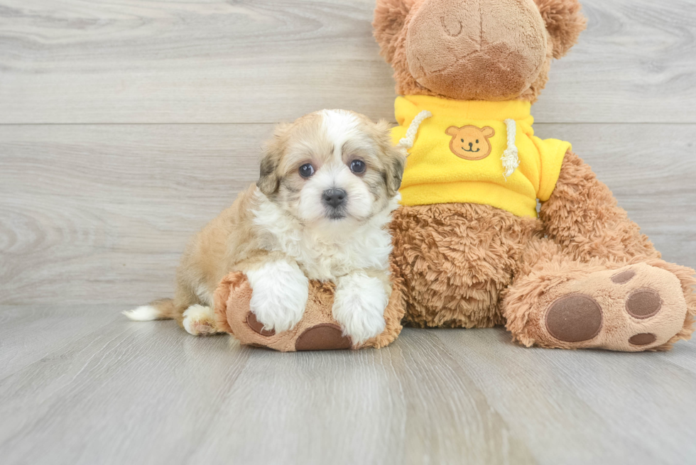 Cute Teddy Bear Baby