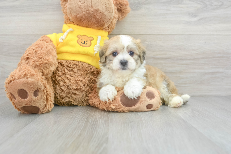 Small Teddy Bear Baby