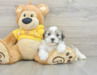 7 week old Teddy Bear Puppy For Sale - Lone Star Pups