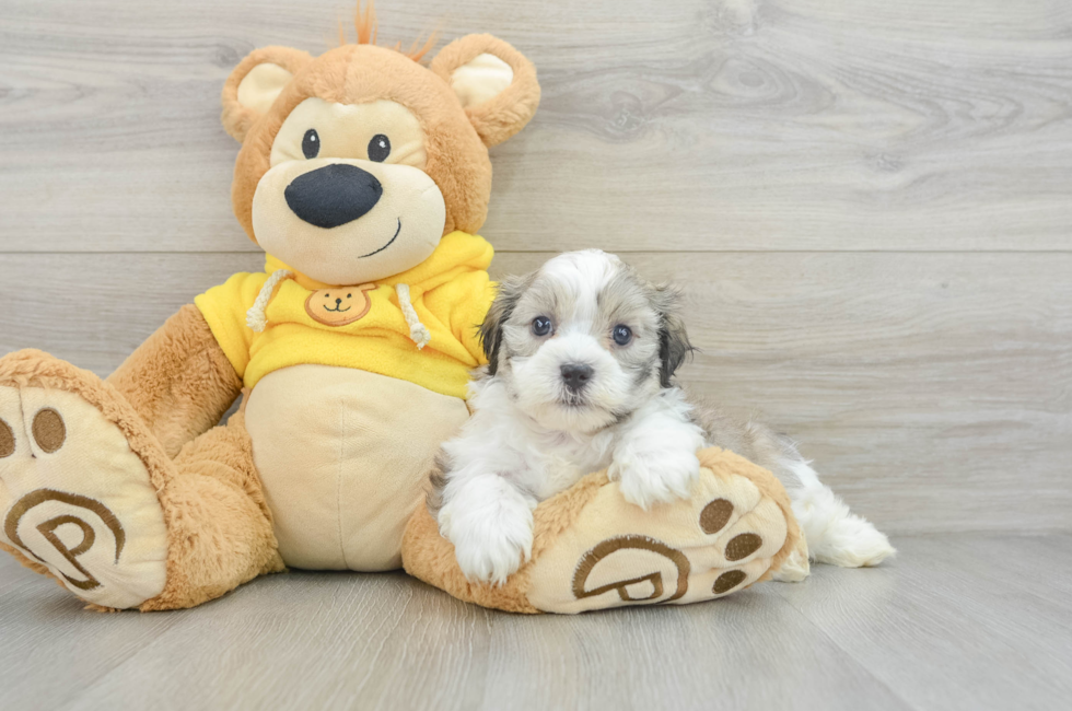 7 week old Teddy Bear Puppy For Sale - Lone Star Pups