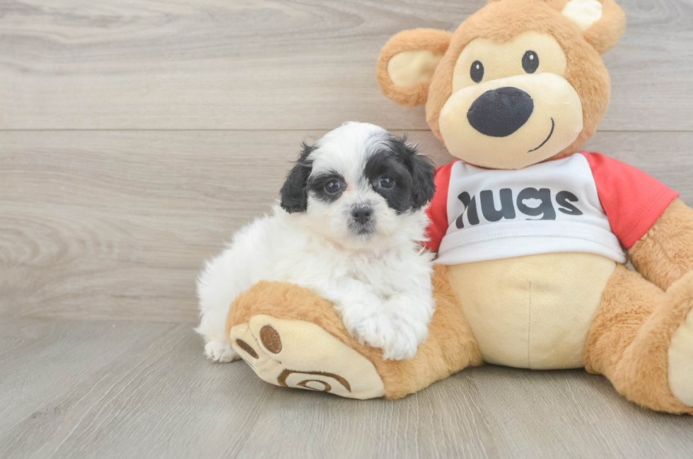 6 week old Teddy Bear Puppy For Sale - Lone Star Pups