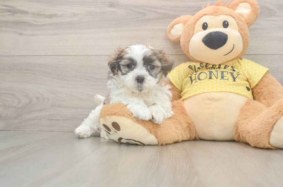 6 week old Teddy Bear Puppy For Sale - Lone Star Pups