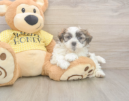 8 week old Teddy Bear Puppy For Sale - Lone Star Pups