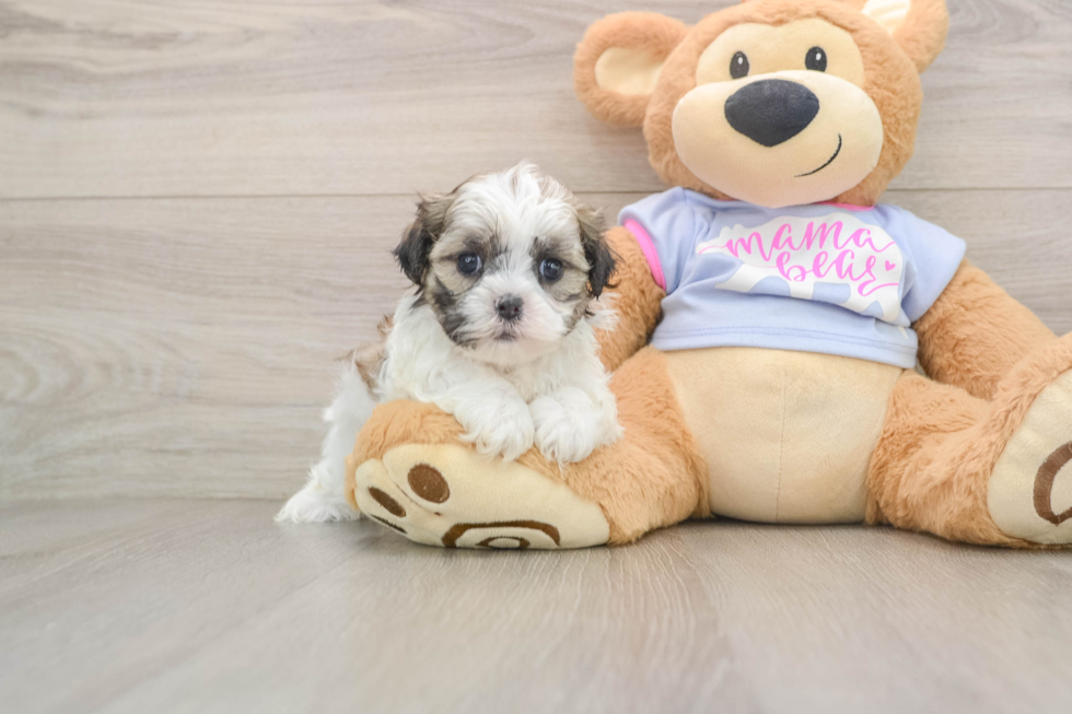 Petite Teddy Bear Designer Pup