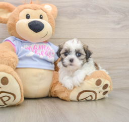 5 week old Teddy Bear Puppy For Sale - Lone Star Pups