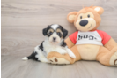 Cute Teddy Bear Baby