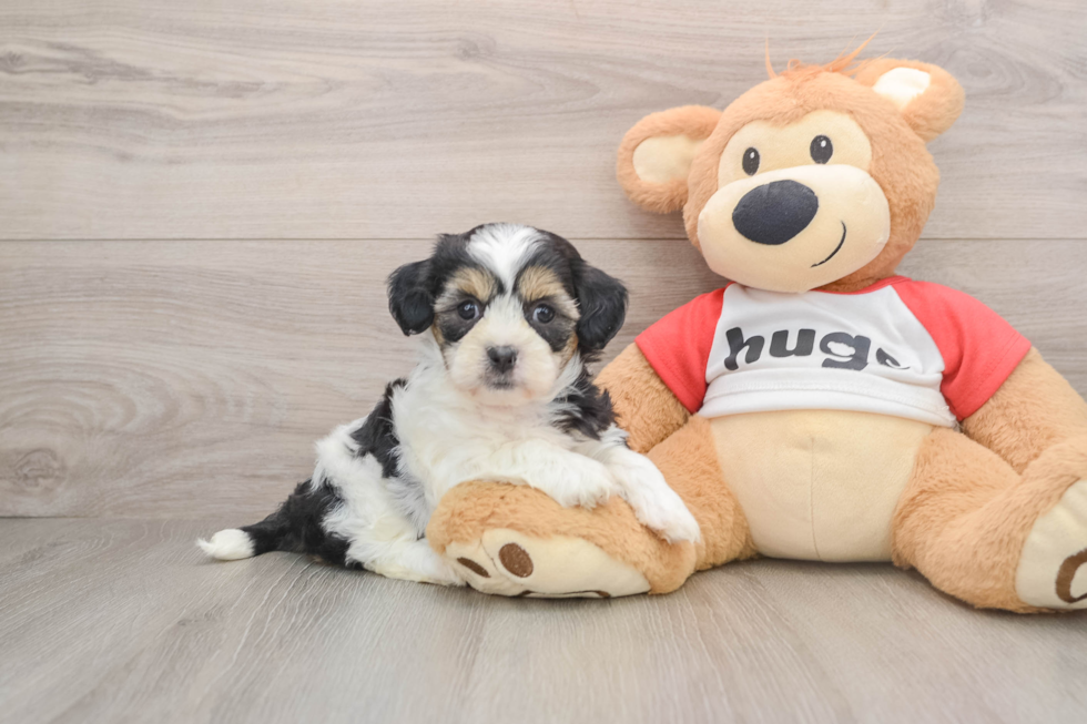 Cute Teddy Bear Baby