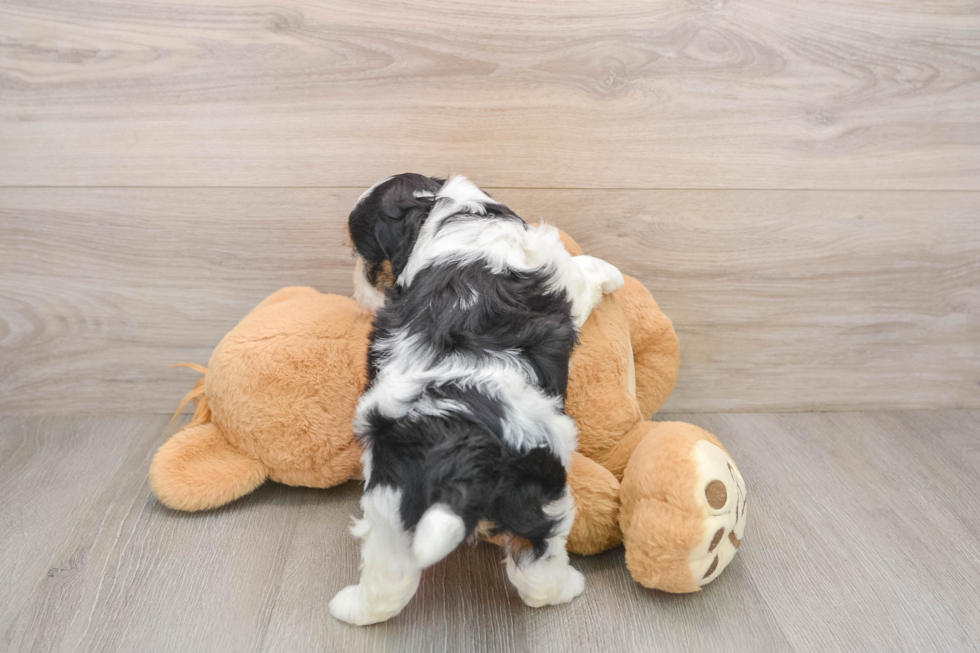 Little Shichon Designer Puppy