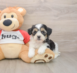 8 week old Teddy Bear Puppy For Sale - Lone Star Pups