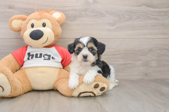 Adorable Shit Designer Puppy