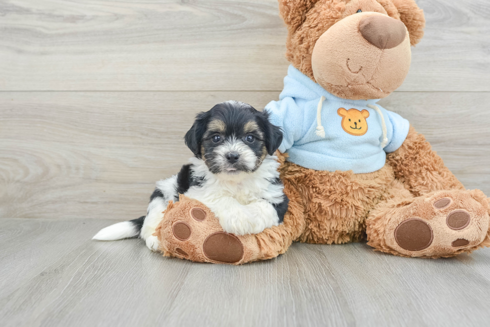 Teddy Bear Pup Being Cute