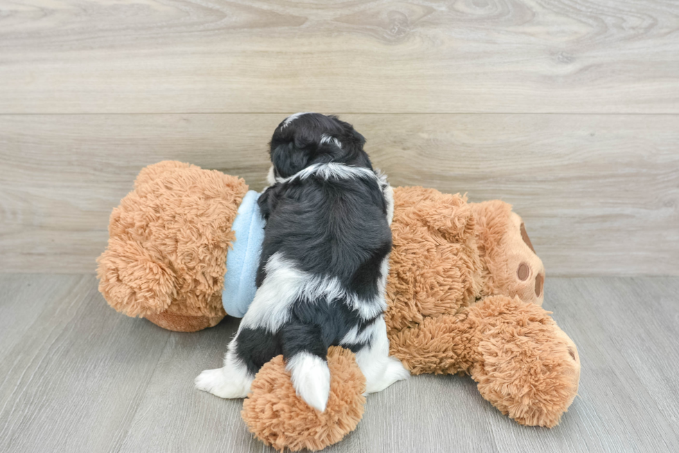 Funny Teddy Bear Designer Pup