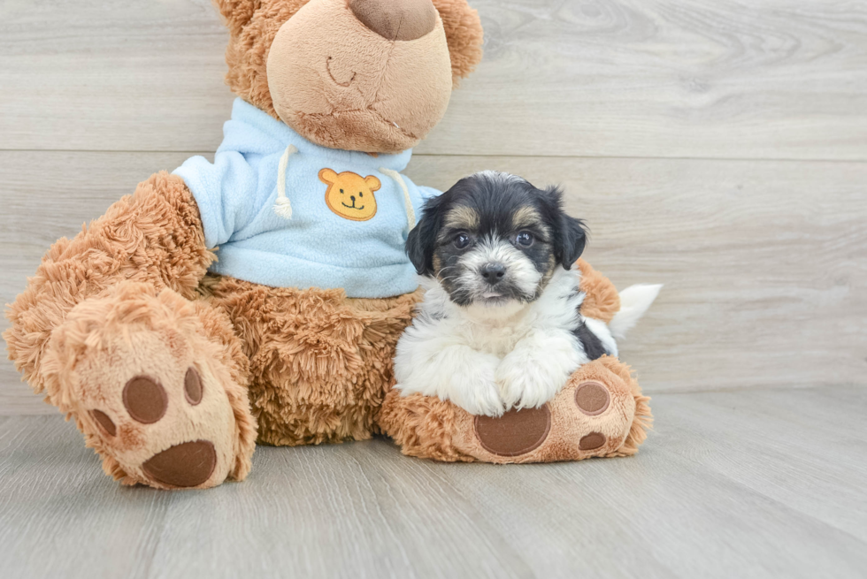 Teddy Bear Puppy for Adoption