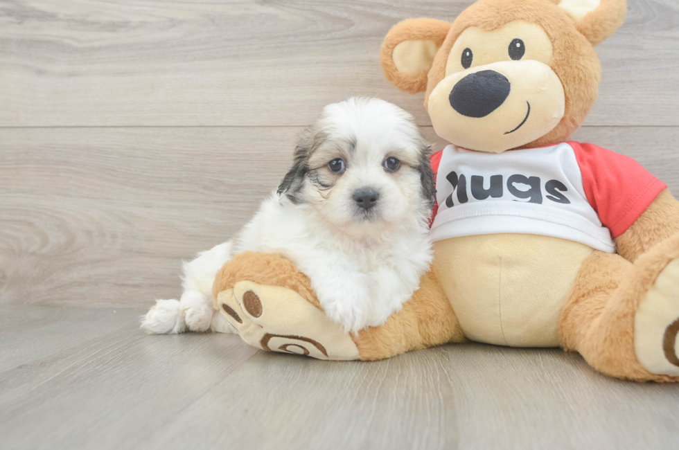 6 week old Teddy Bear Puppy For Sale - Lone Star Pups
