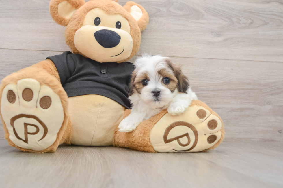 Best Teddy Bear Baby