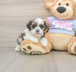 5 week old Teddy Bear Puppy For Sale - Lone Star Pups