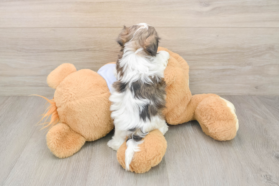 Teddy Bear Pup Being Cute