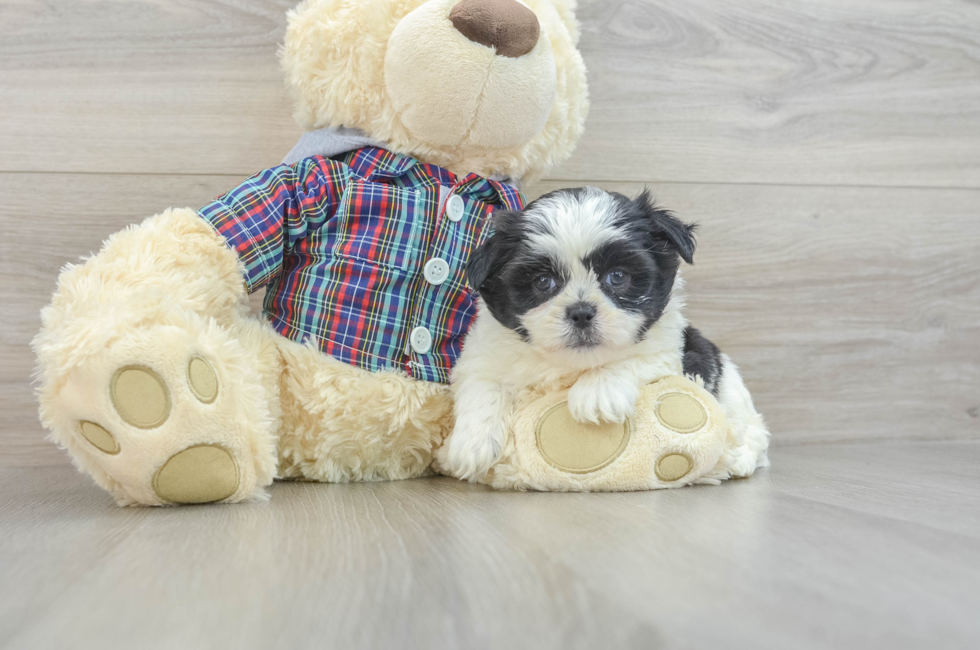 6 week old Teddy Bear Puppy For Sale - Lone Star Pups