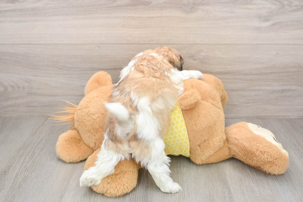 Funny Teddy Bear Designer Pup