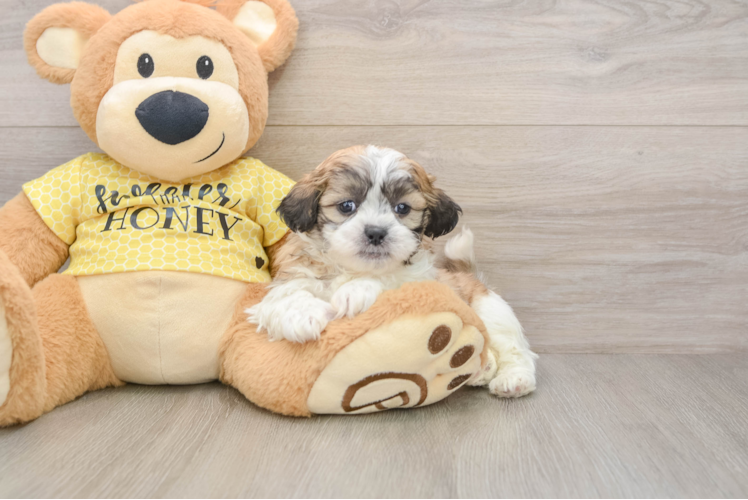 Best Teddy Bear Baby