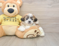 6 week old Teddy Bear Puppy For Sale - Lone Star Pups