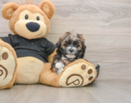 6 week old Teddy Bear Puppy For Sale - Lone Star Pups