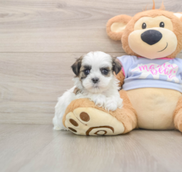 5 week old Teddy Bear Puppy For Sale - Lone Star Pups