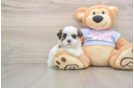 Teddy Bear Puppy for Adoption
