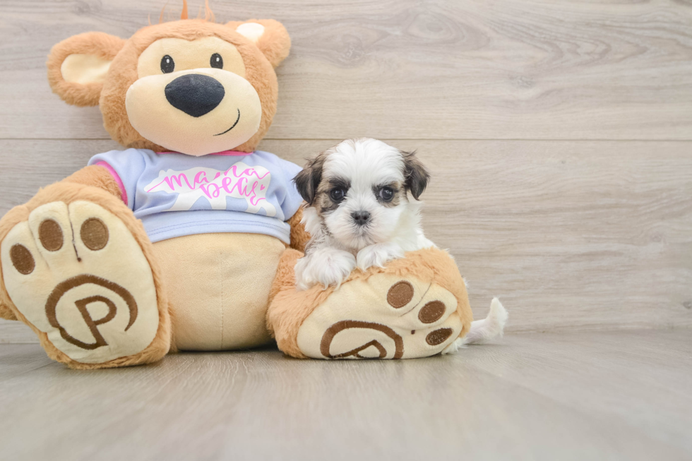 Teddy Bear Pup Being Cute