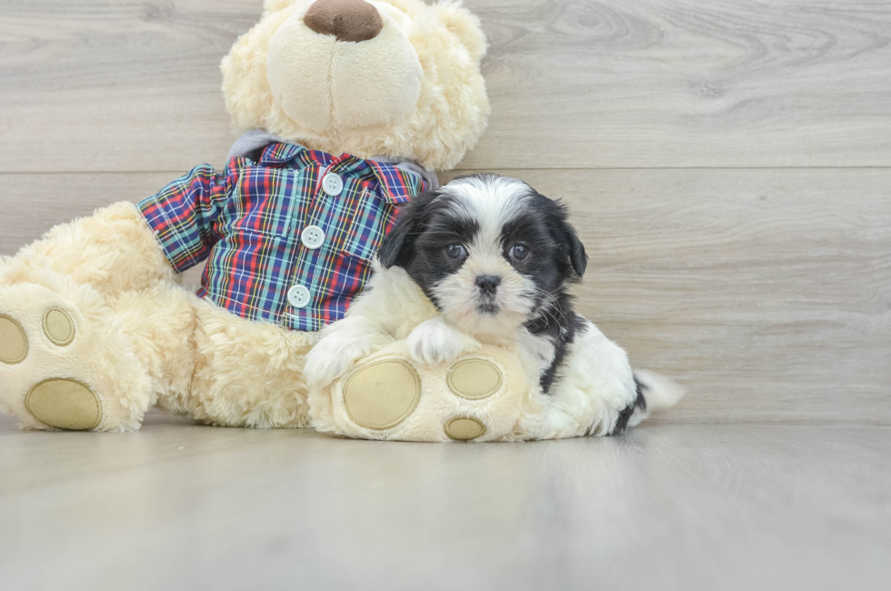 6 week old Teddy Bear Puppy For Sale - Lone Star Pups