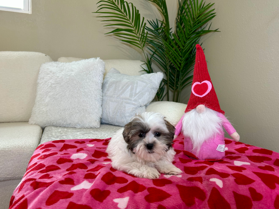 Teddy Bear Puppy for Adoption