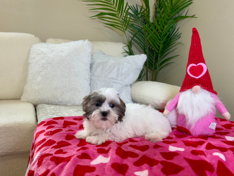 Cute Shit Designer Puppy