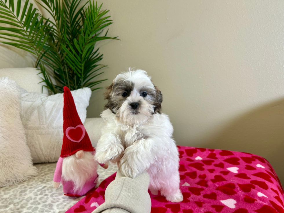 Cute Shitzu Designer Puppy