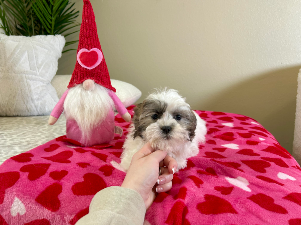 Cute Teddy Bear Designer Pup