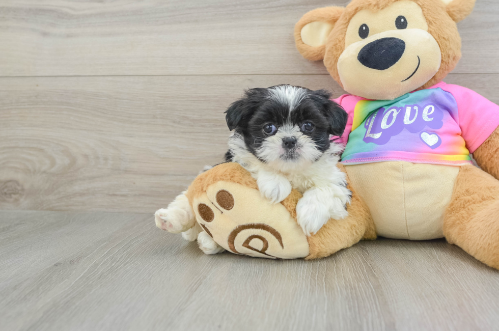 6 week old Teddy Bear Puppy For Sale - Lone Star Pups