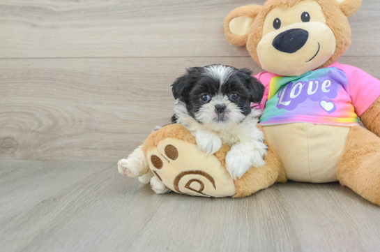 Fluffy Teddy Bear Designer Pup