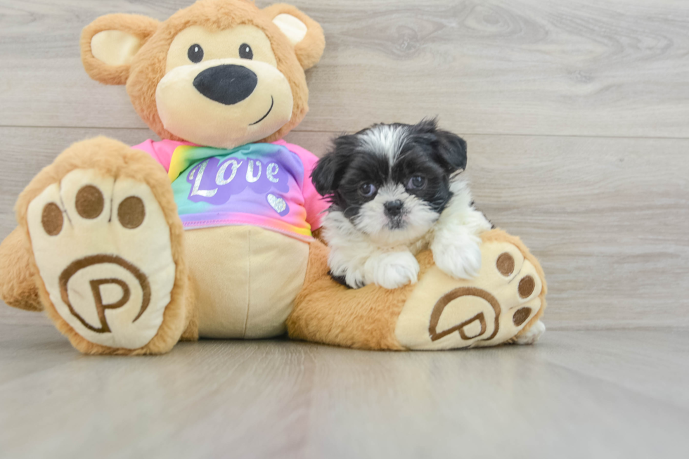 Teddy Bear Pup Being Cute