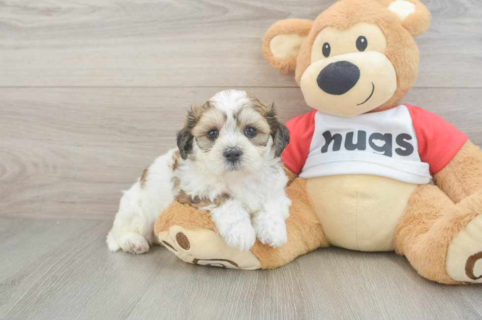 6 week old Teddy Bear Puppy For Sale - Lone Star Pups