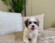 9 week old Teddy Bear Puppy For Sale - Lone Star Pups