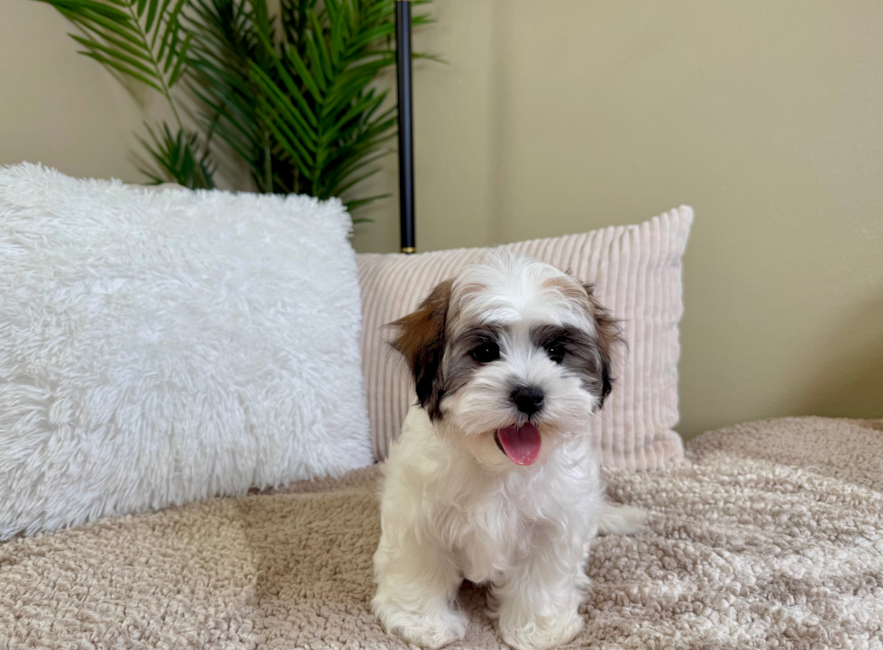 Best Teddy Bear Baby