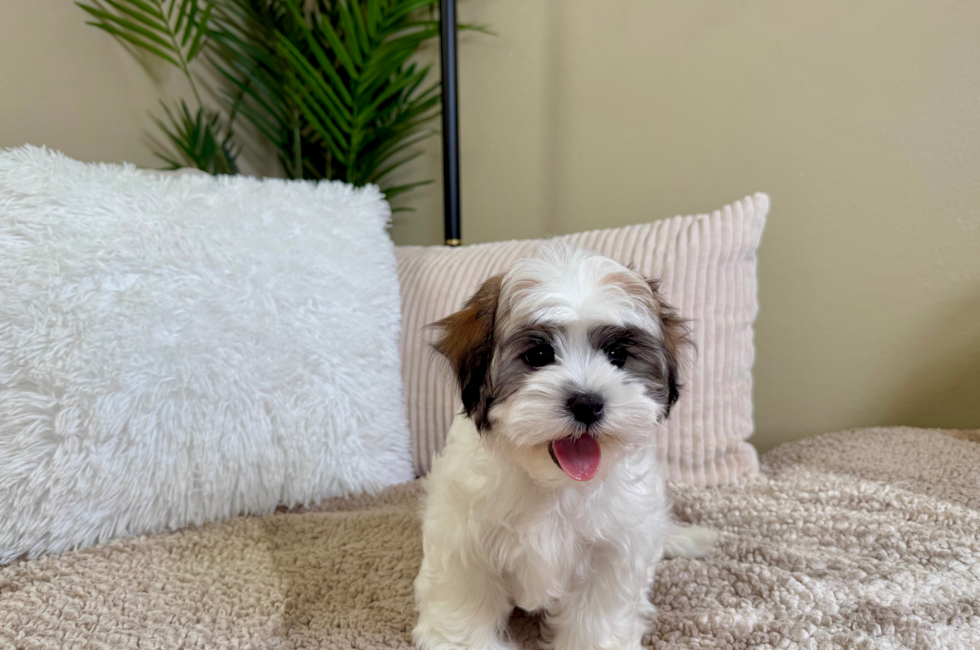 9 week old Teddy Bear Puppy For Sale - Lone Star Pups