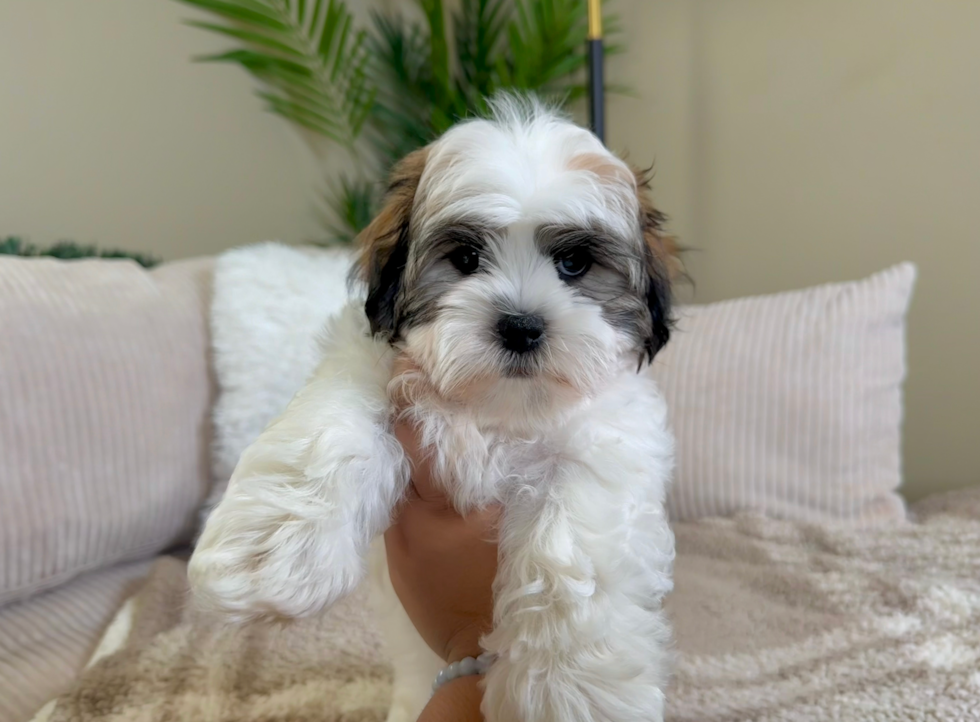 Cute Teddy Bear Designer Pup